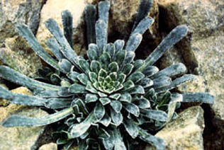 Saxifraga 'Tumbling waters'